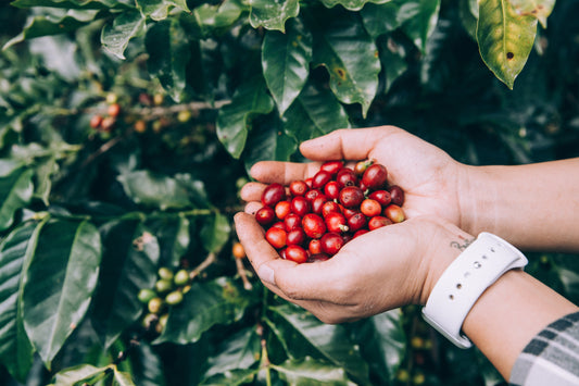 Single Origin Favorites Sample Packs - Standard Grind