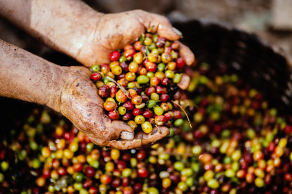 Single Origin Favorites Sample Packs - Standard Grind