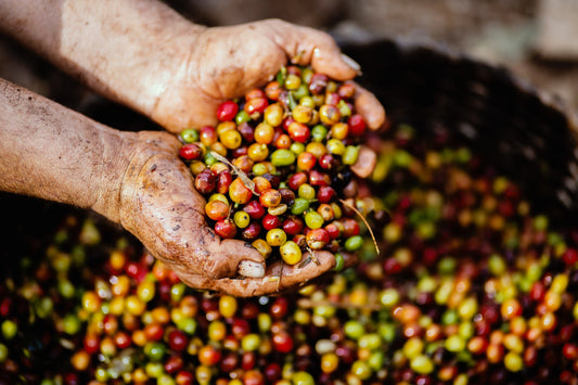 Single Origin Favorites Sample Packs - Standard Grind